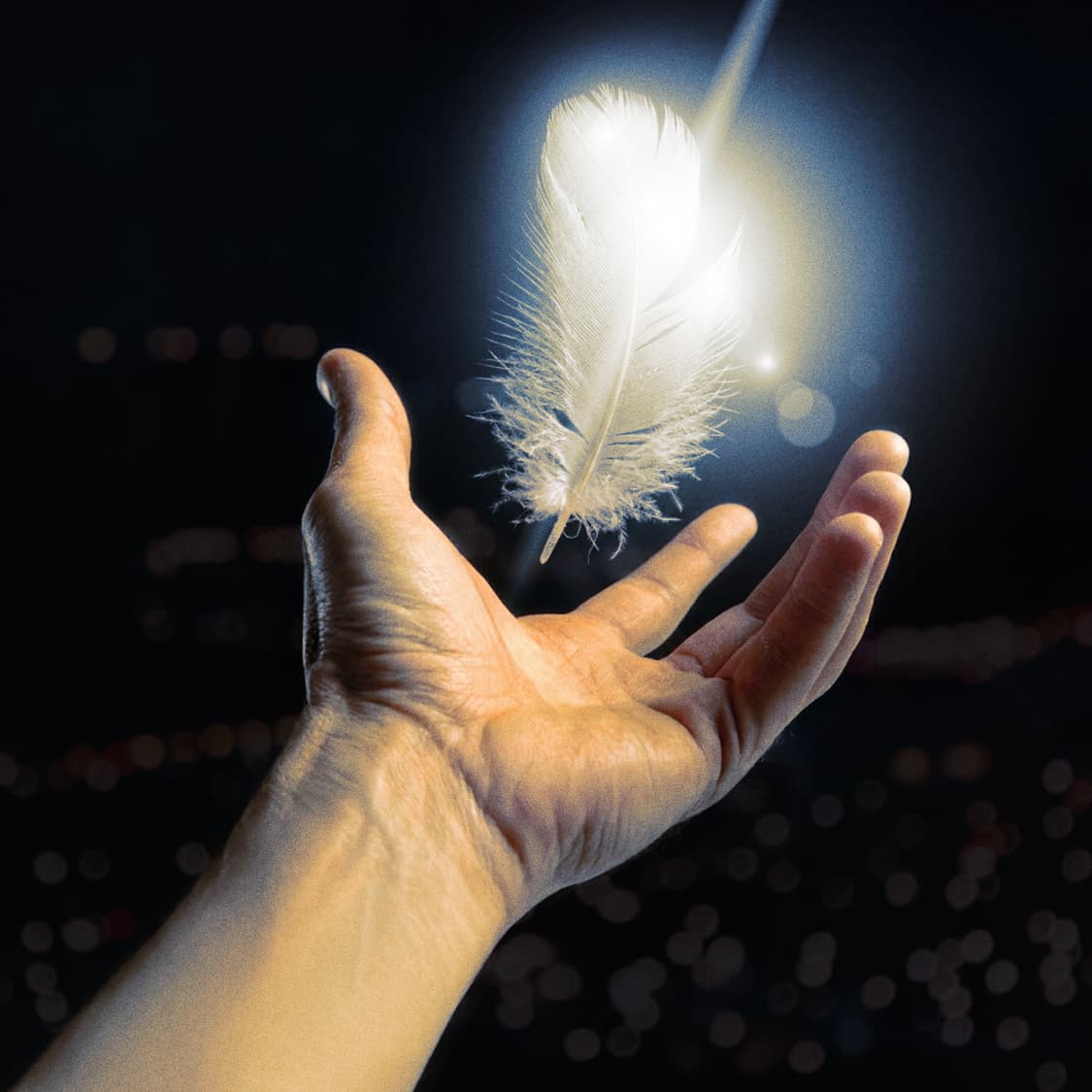 Fill Power - Curated Collection