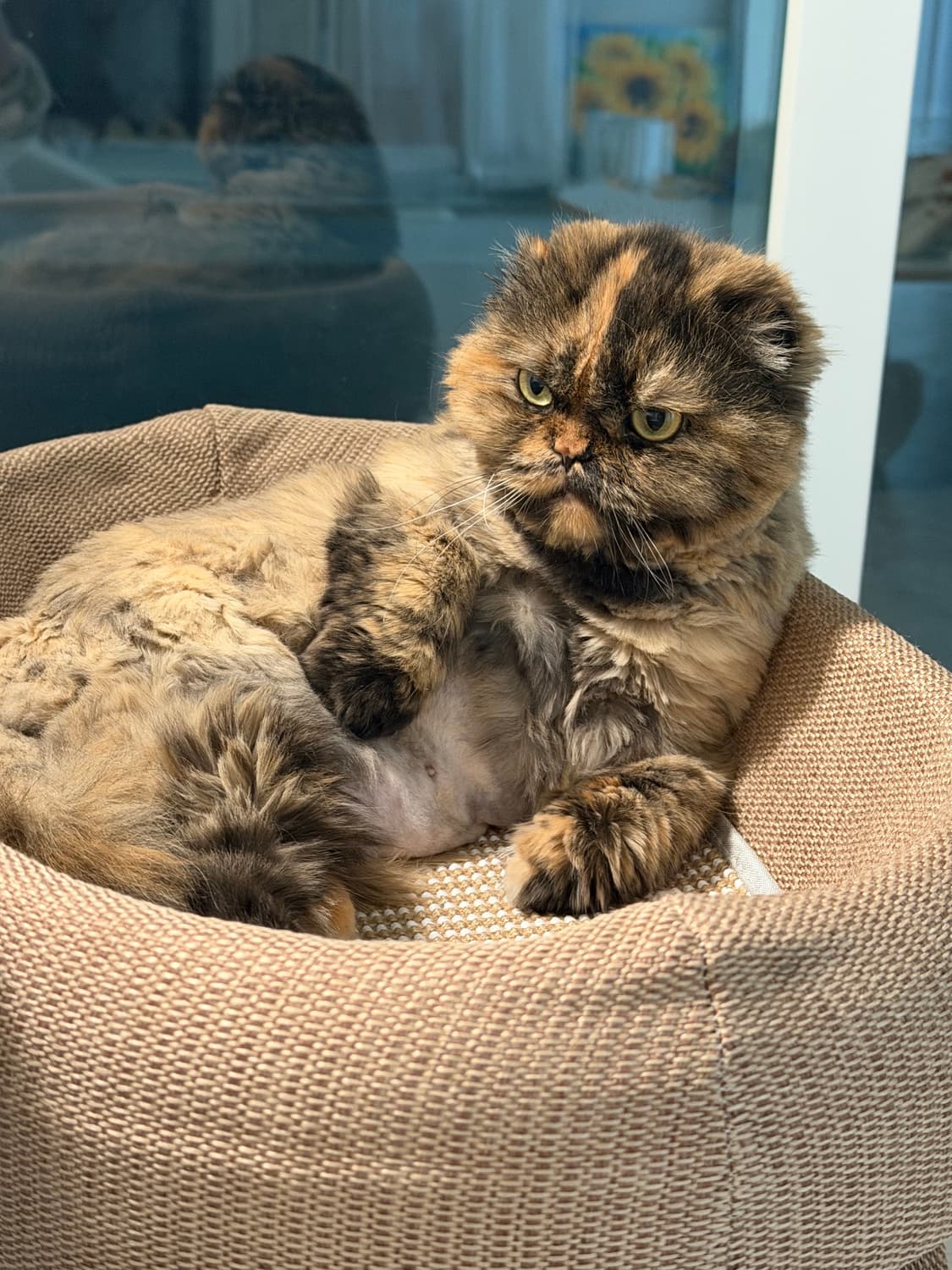 meowwwwwwwwwwwwwww 커버 이미지