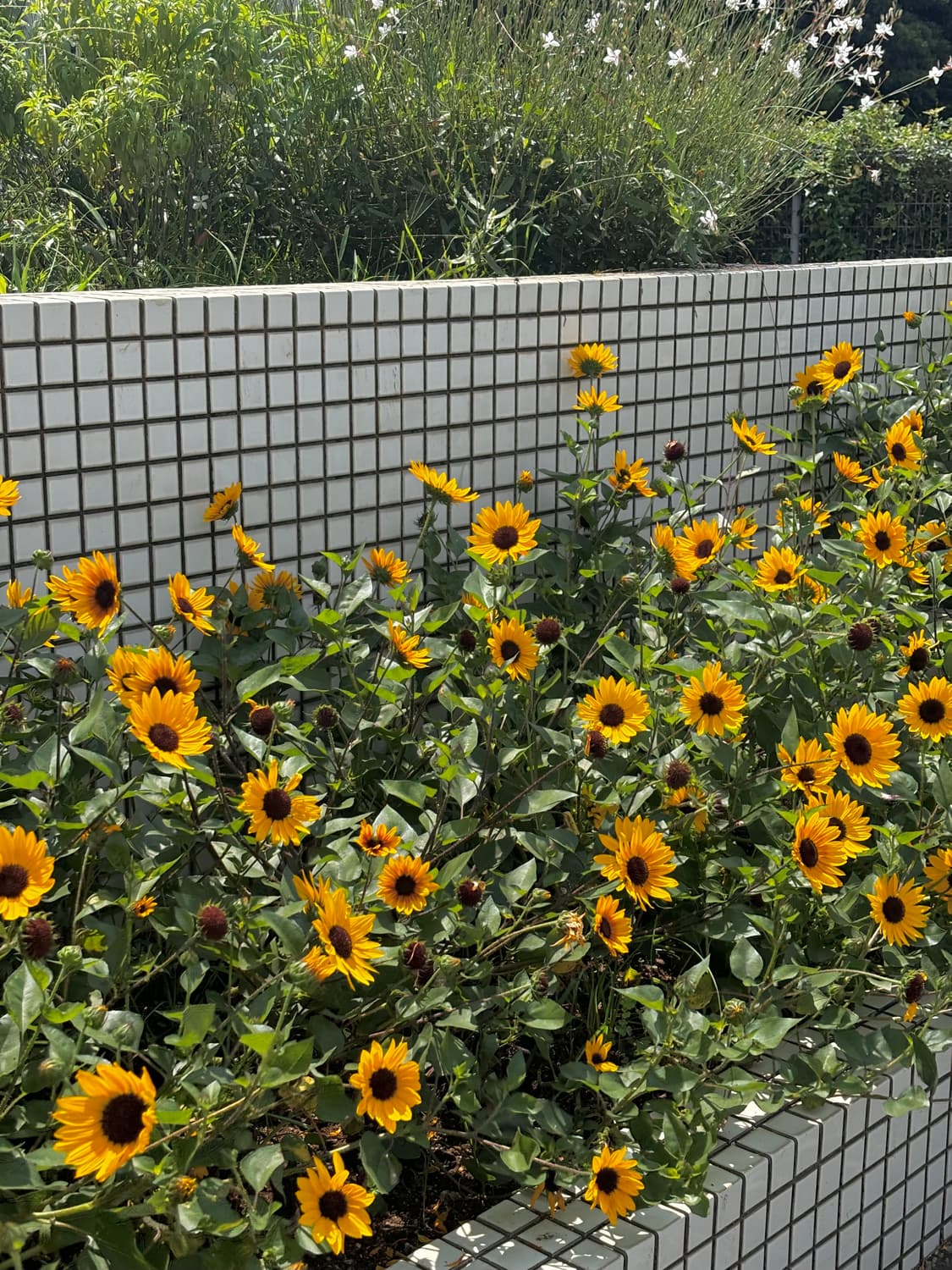 StevenHwang 커버 이미지