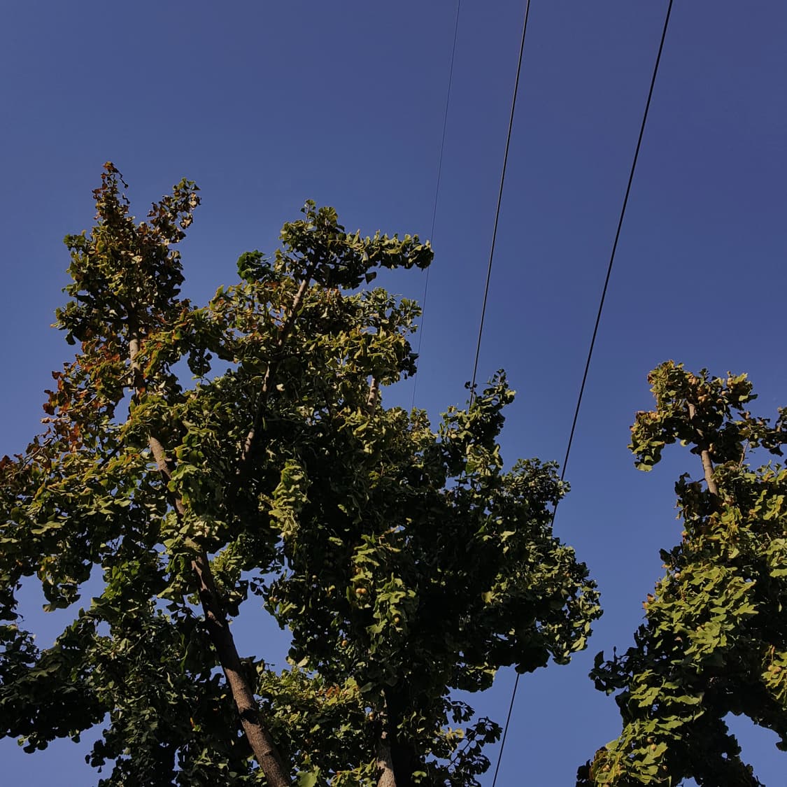 cover-image