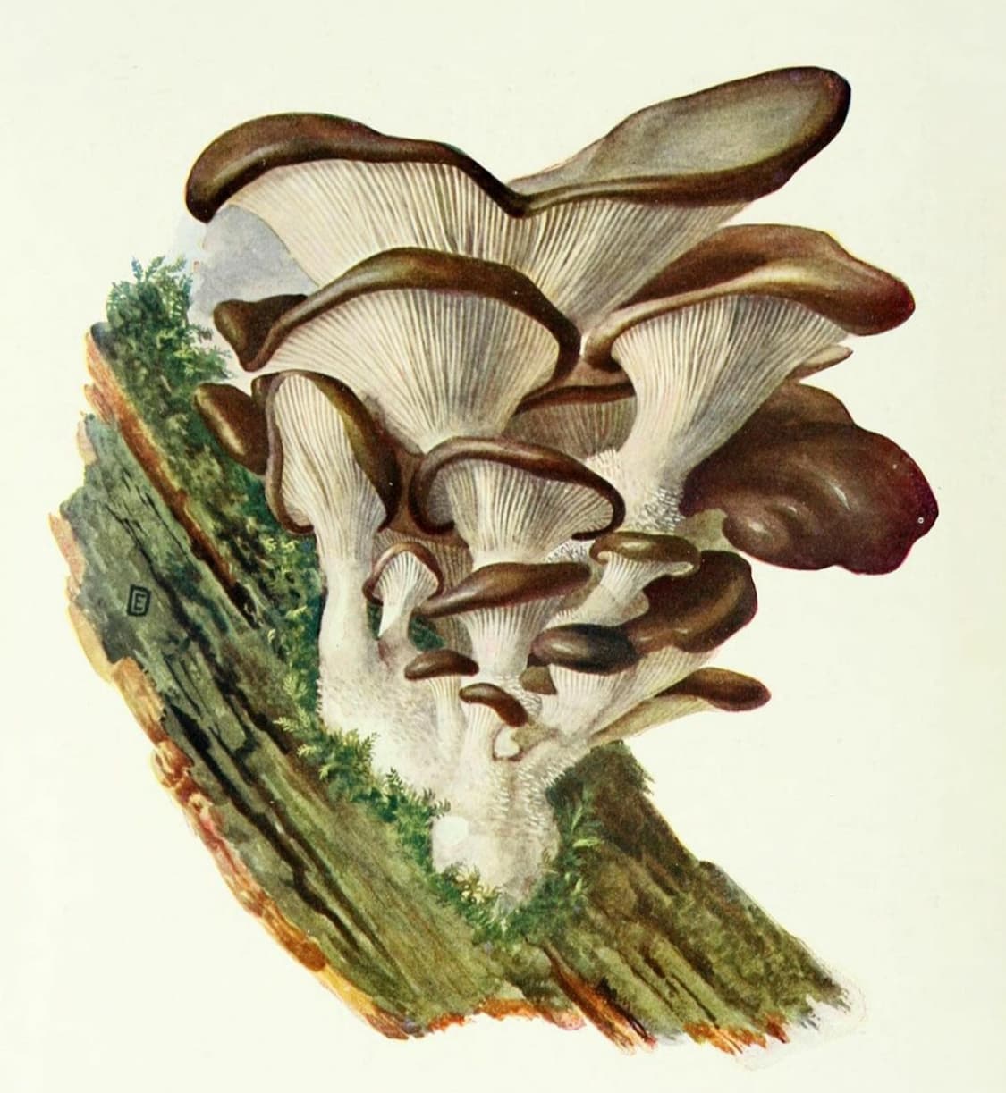 cover-image