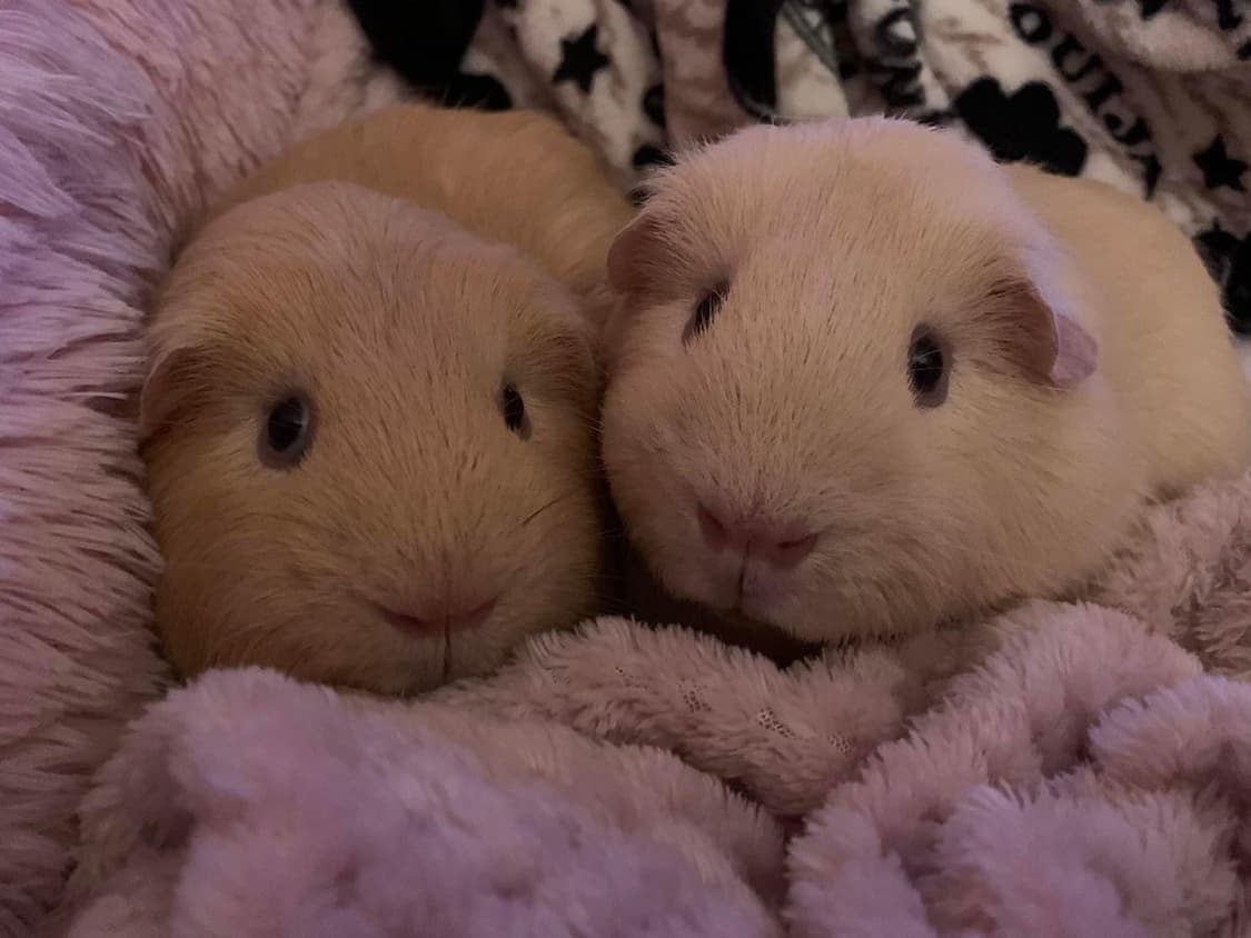 leehaha 커버 이미지