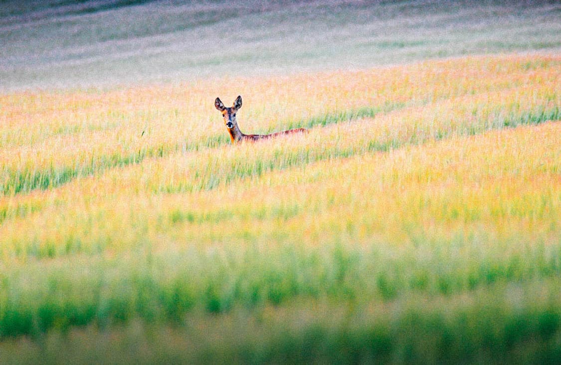 Manatee 커버 이미지