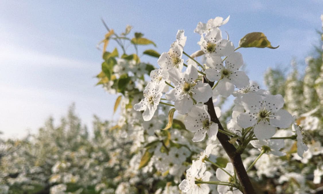 Banyan roots 커버 이미지