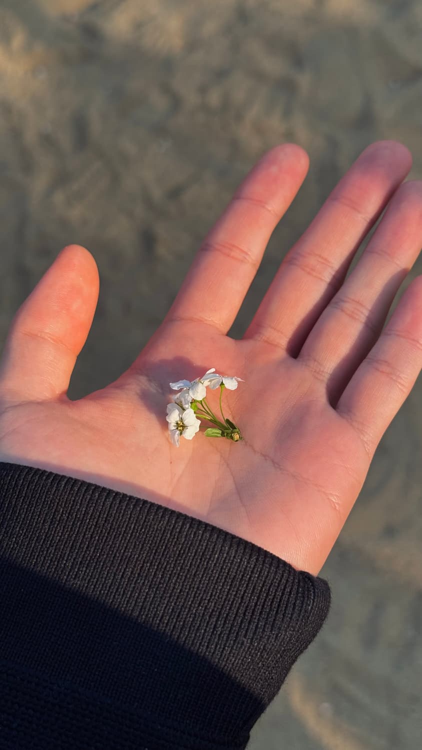 flower  커버 이미지