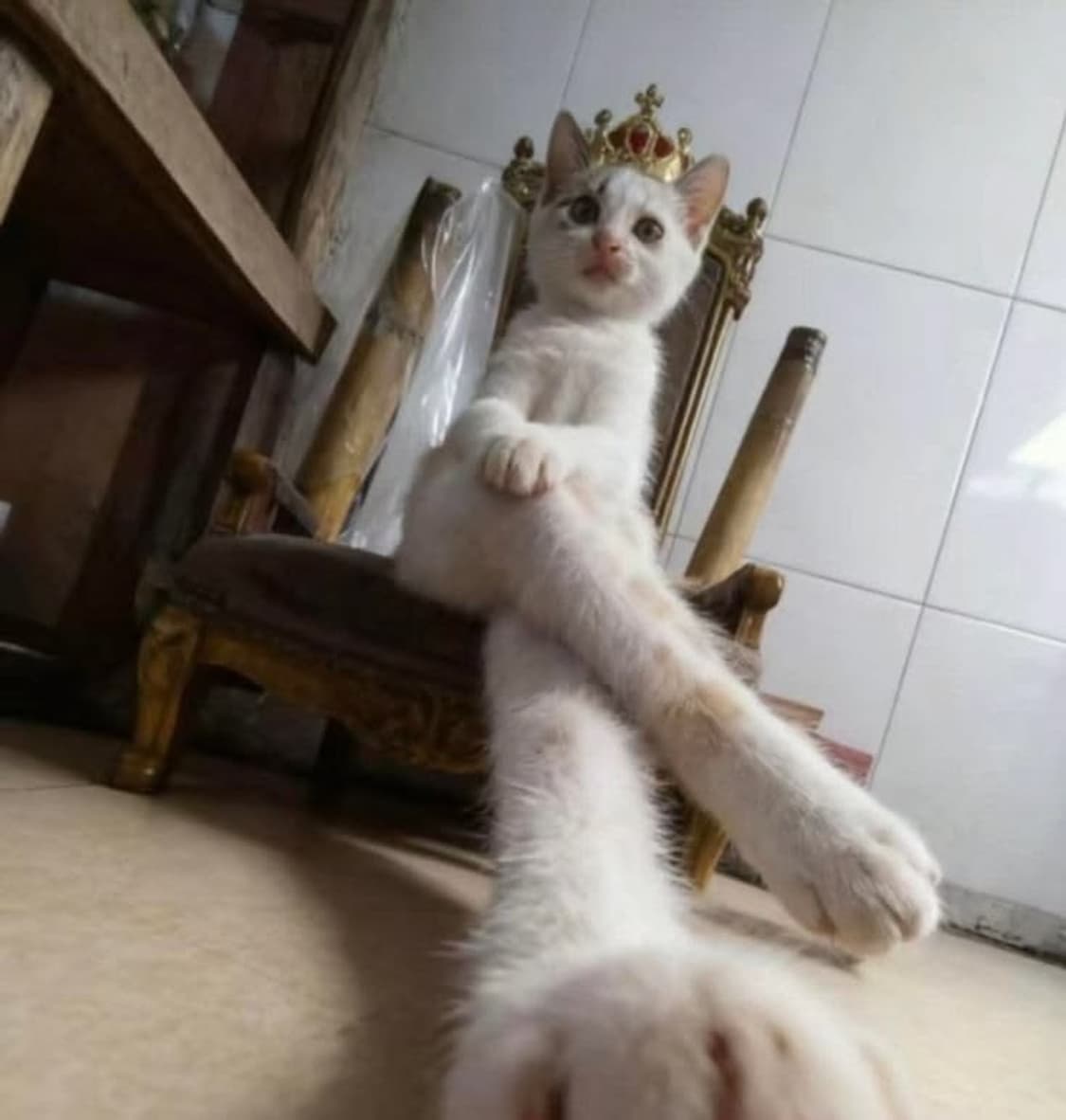 negocat 커버 이미지