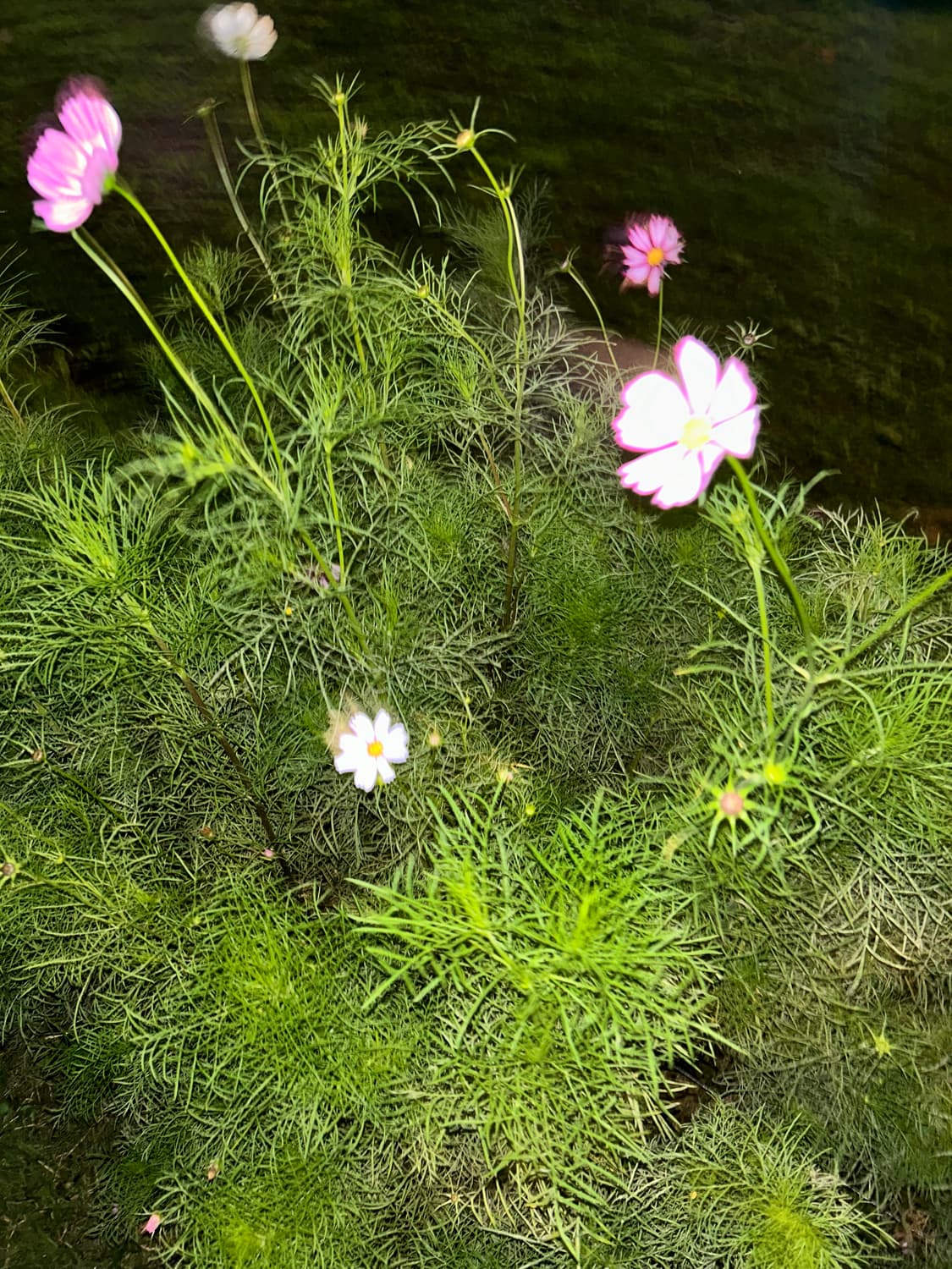 cover-image