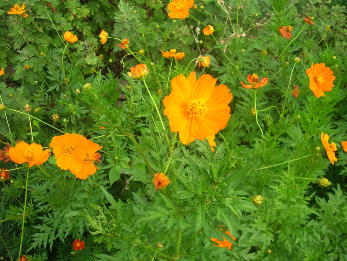 니콘 Coolpix 5600 빈티지 디카 상품이미지7