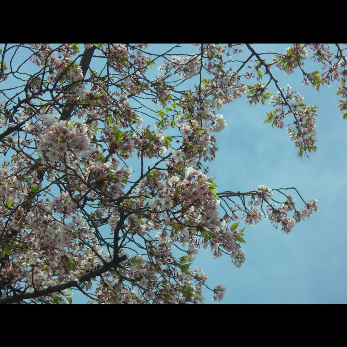 작례⭕️ 카시오 엑슬림 EX-Z1000 상품이미지6