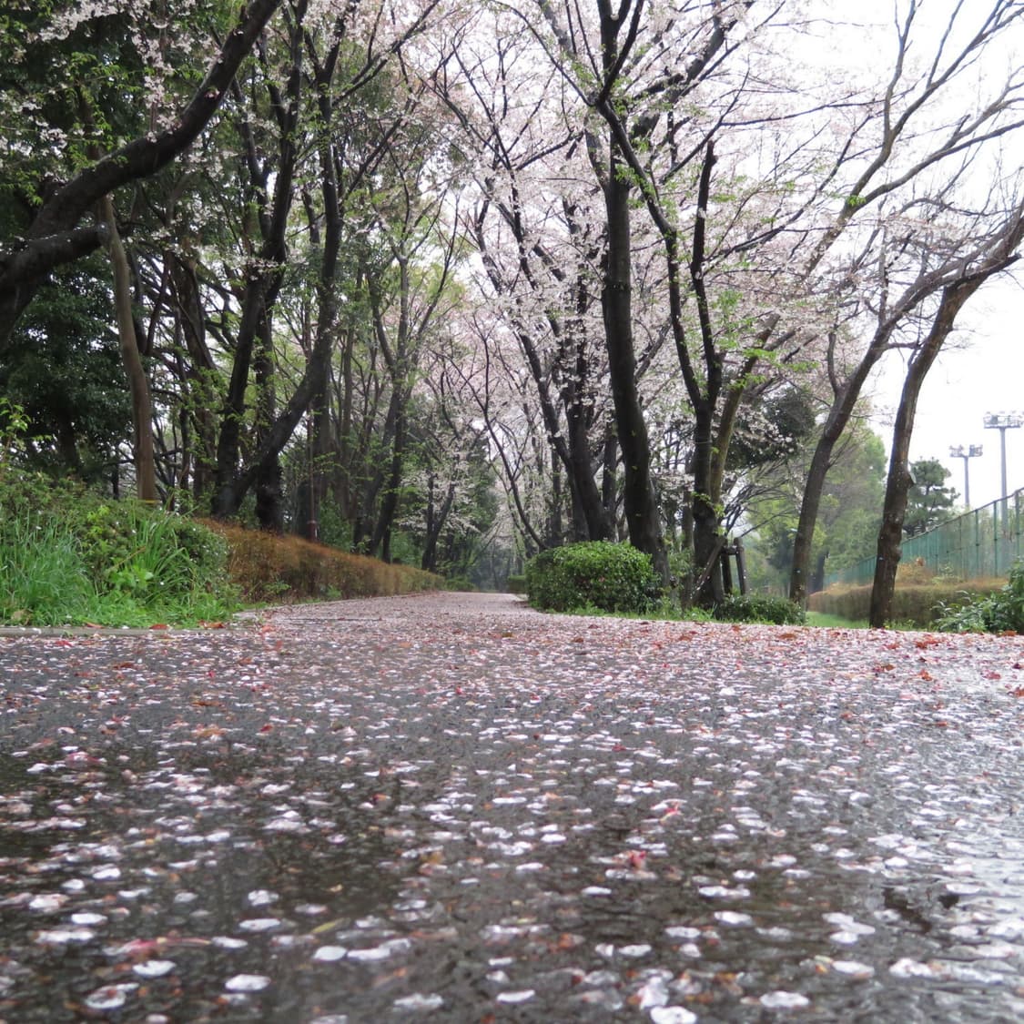 캐논 파워샷 Canon PowerShot N2 화이트 상품이미지2