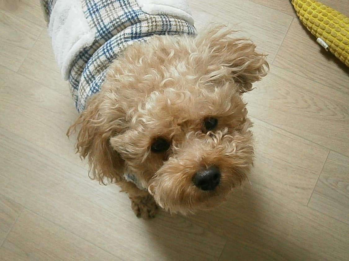 올림푸스 VG-140 핑크(작례O) 상품이미지8