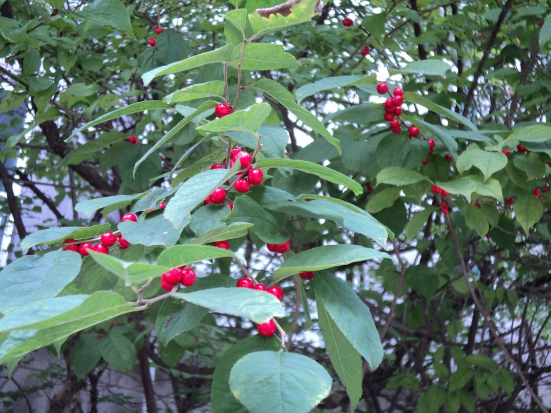 레어템!!) 소니Cyber-shot DSC-S2100 상품이미지8