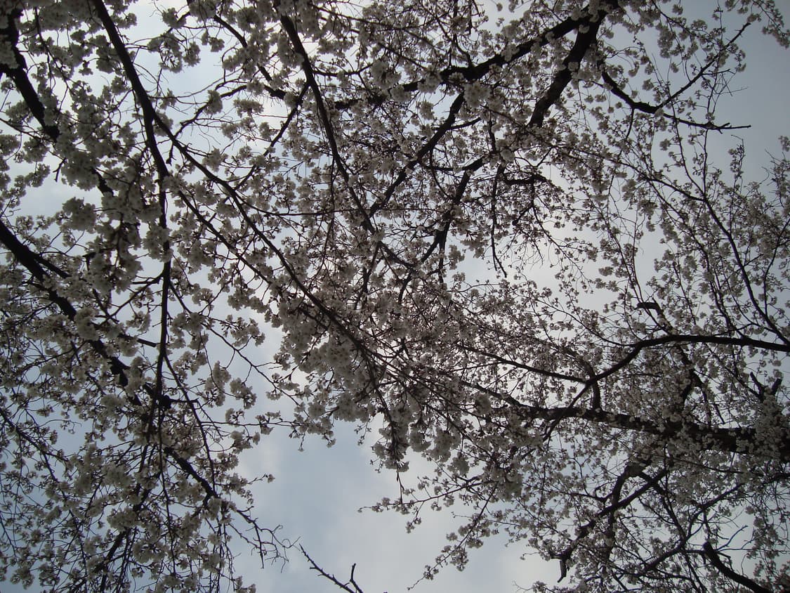 Sony sybershot dsc w120 상품이미지8