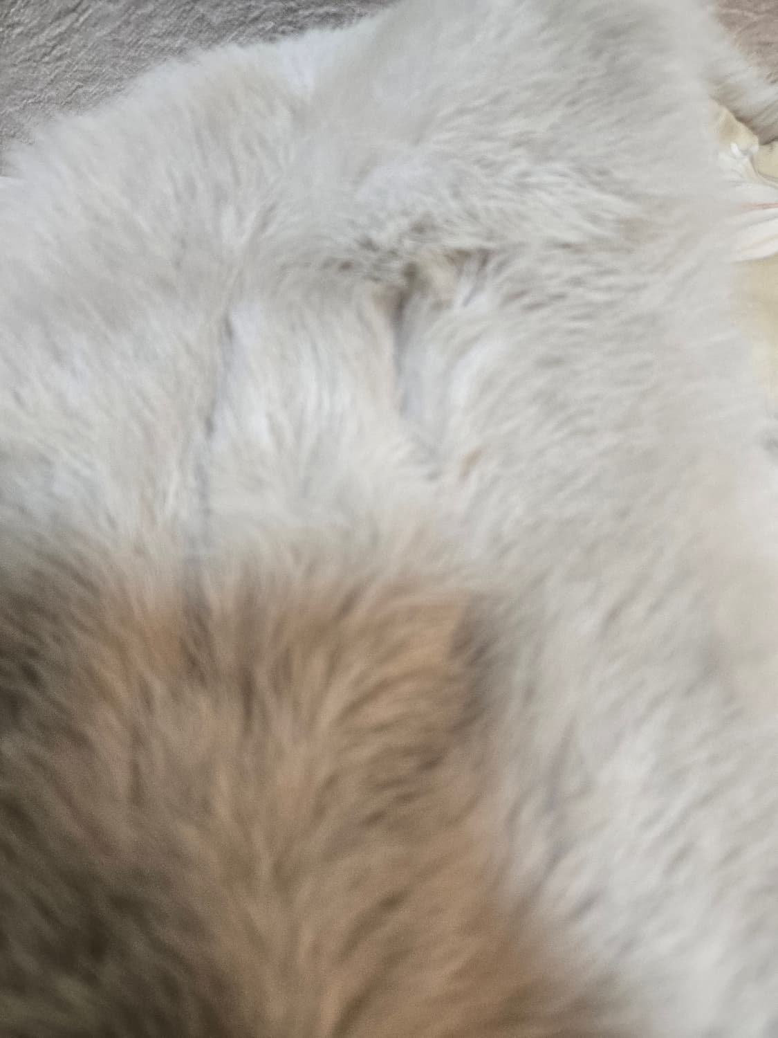 미사용급 Salvatore Ferragamo 라팽 퍼 머플러｜실크 안감｜ 상품이미지9