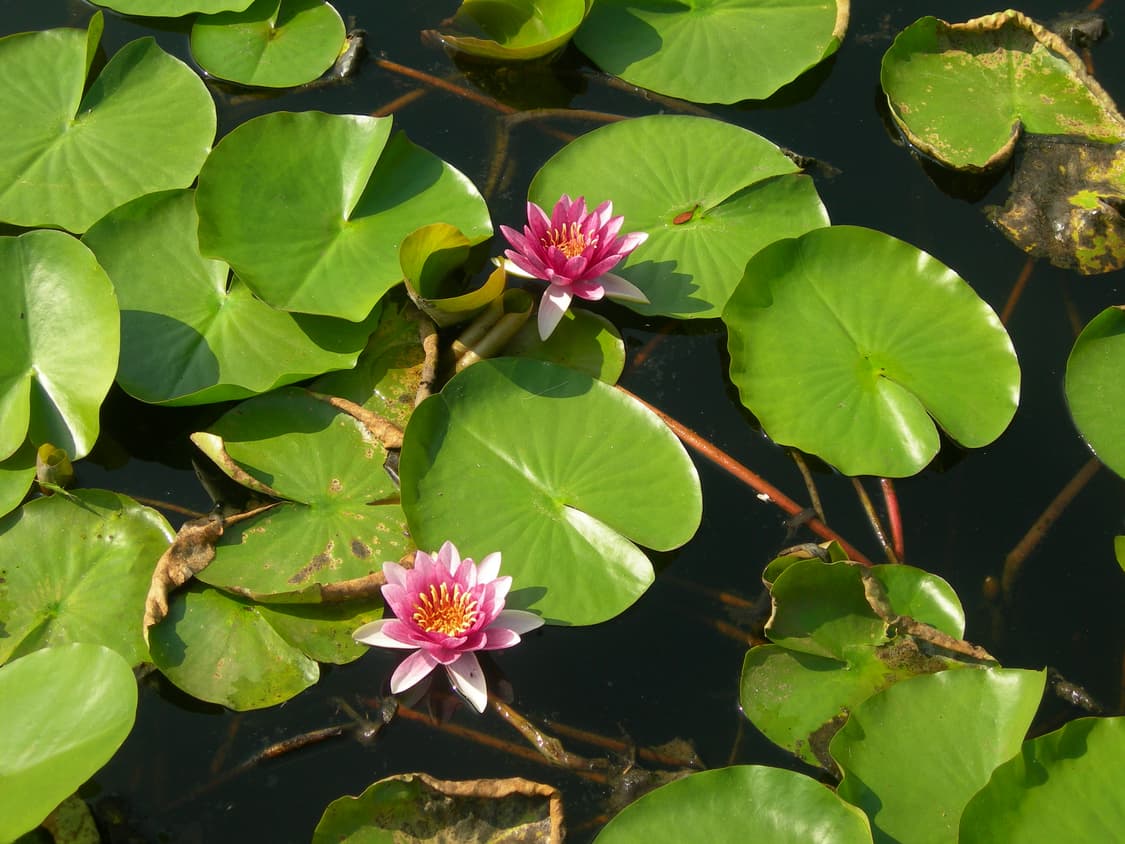 작례) nikon coolpix 7600 상품이미지7