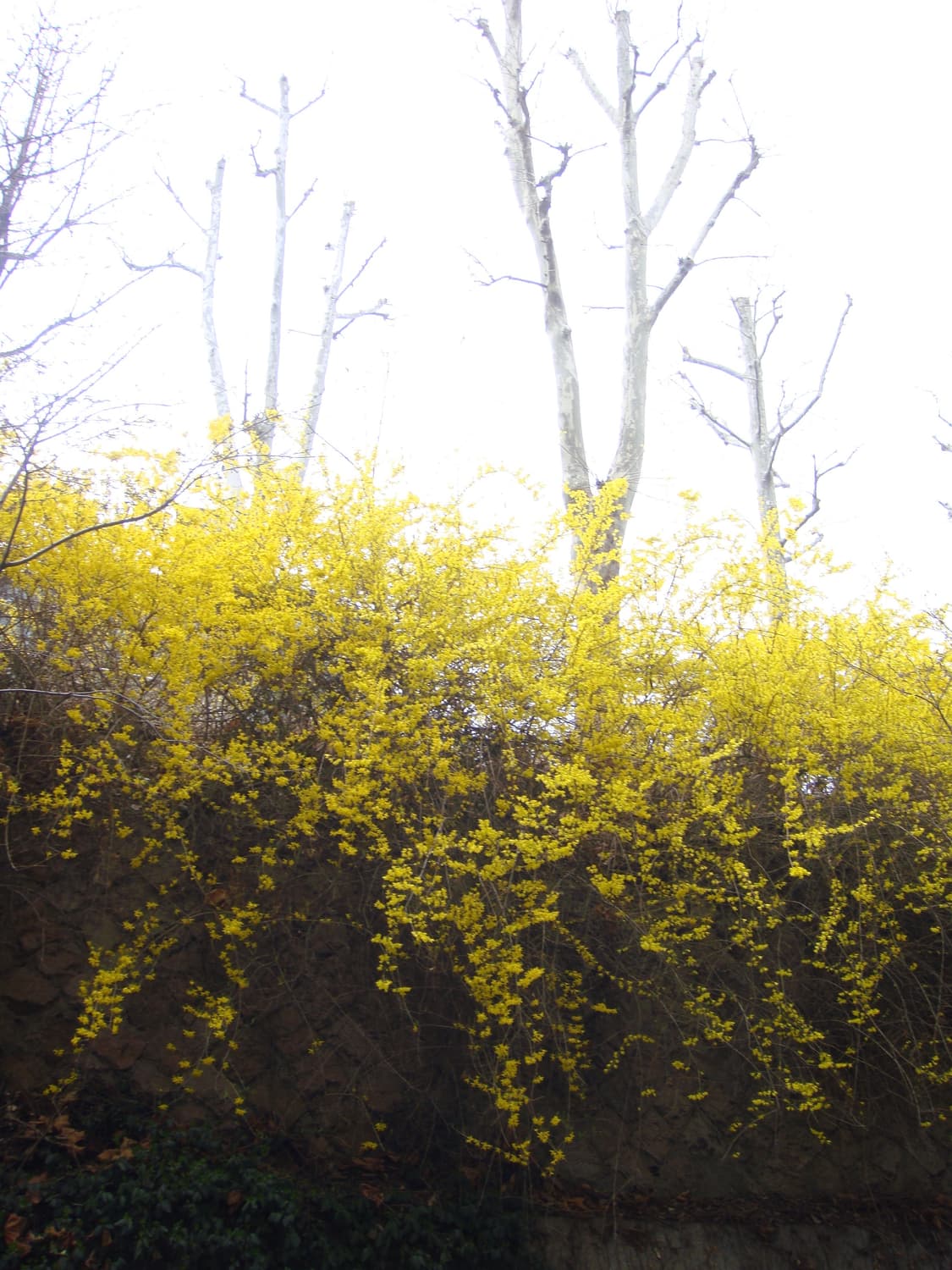 [색감천재] 소니 사이버샷 T77 그린 (작례o) 상품이미지5