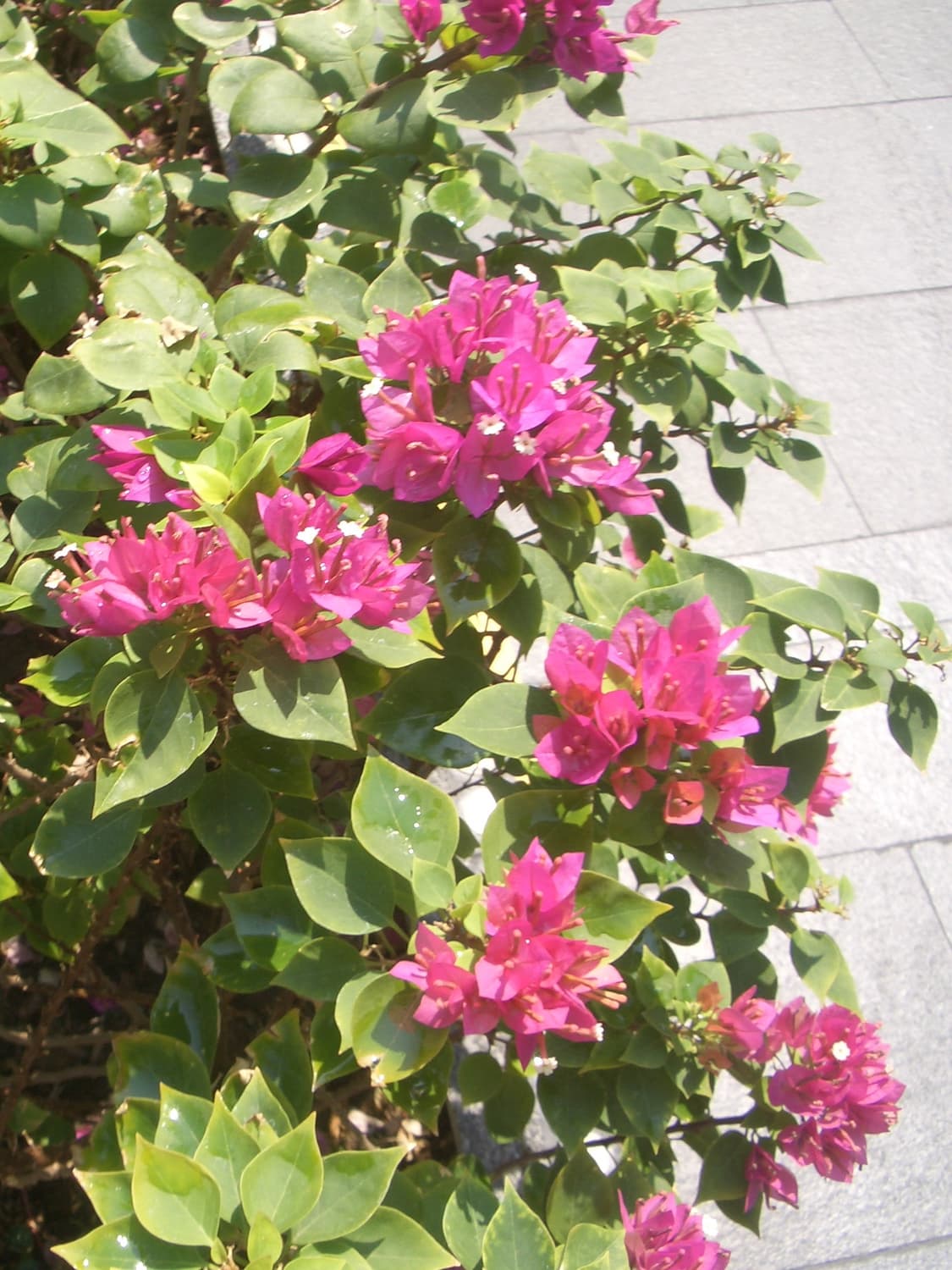 (작례O/사쿠라디카) 카시오 Exilim EX-Z57 상품이미지5