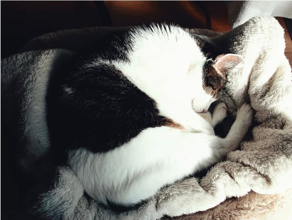 📸 파인픽스 A202 ✨ 클래식 감성 그대로 담는 빈티지 디카 💕 상품이미지8