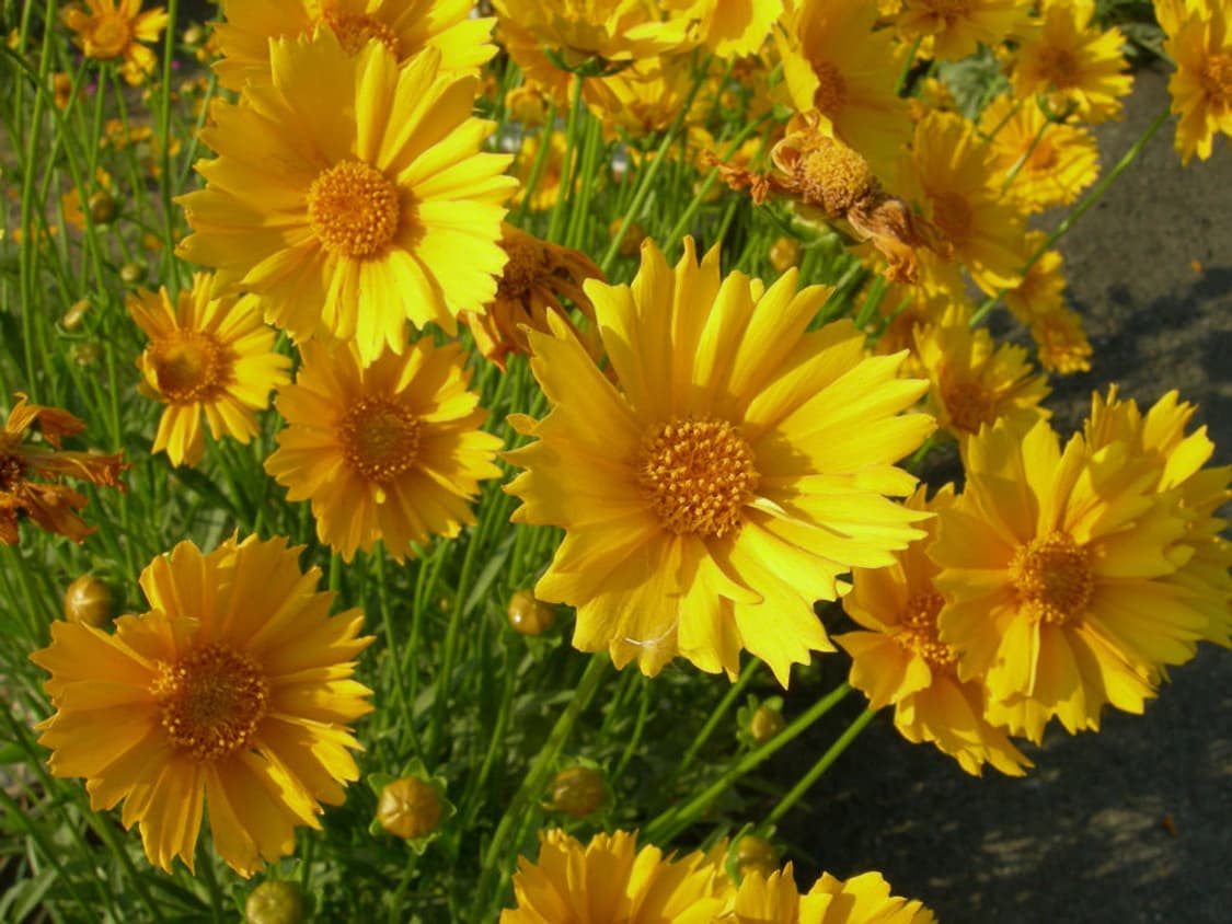 니콘 쿨픽스 Nikon COOLPIX P1 블랙 상품이미지3