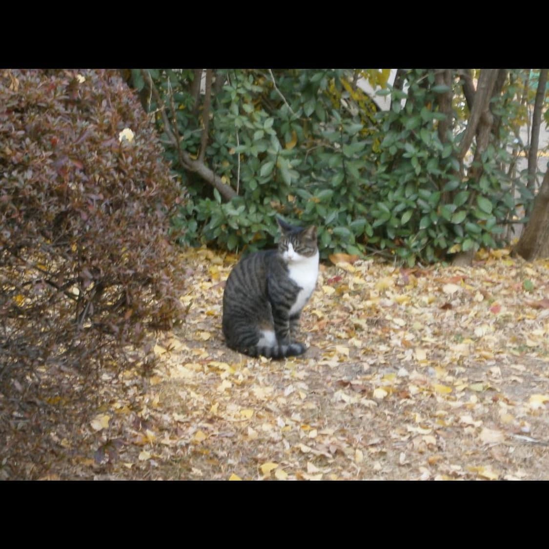 올림푸스 VG-110 + 박스 실버 메탈릭⌚ 빈티지 디카 디지털 카메라 상품이미지6