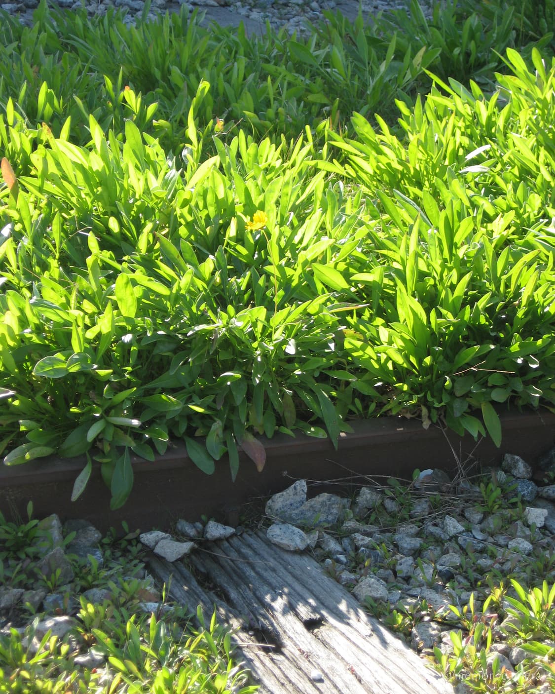 입문자 추천/민트급💎Canon Powershot A550 캐논 디카 상품이미지9