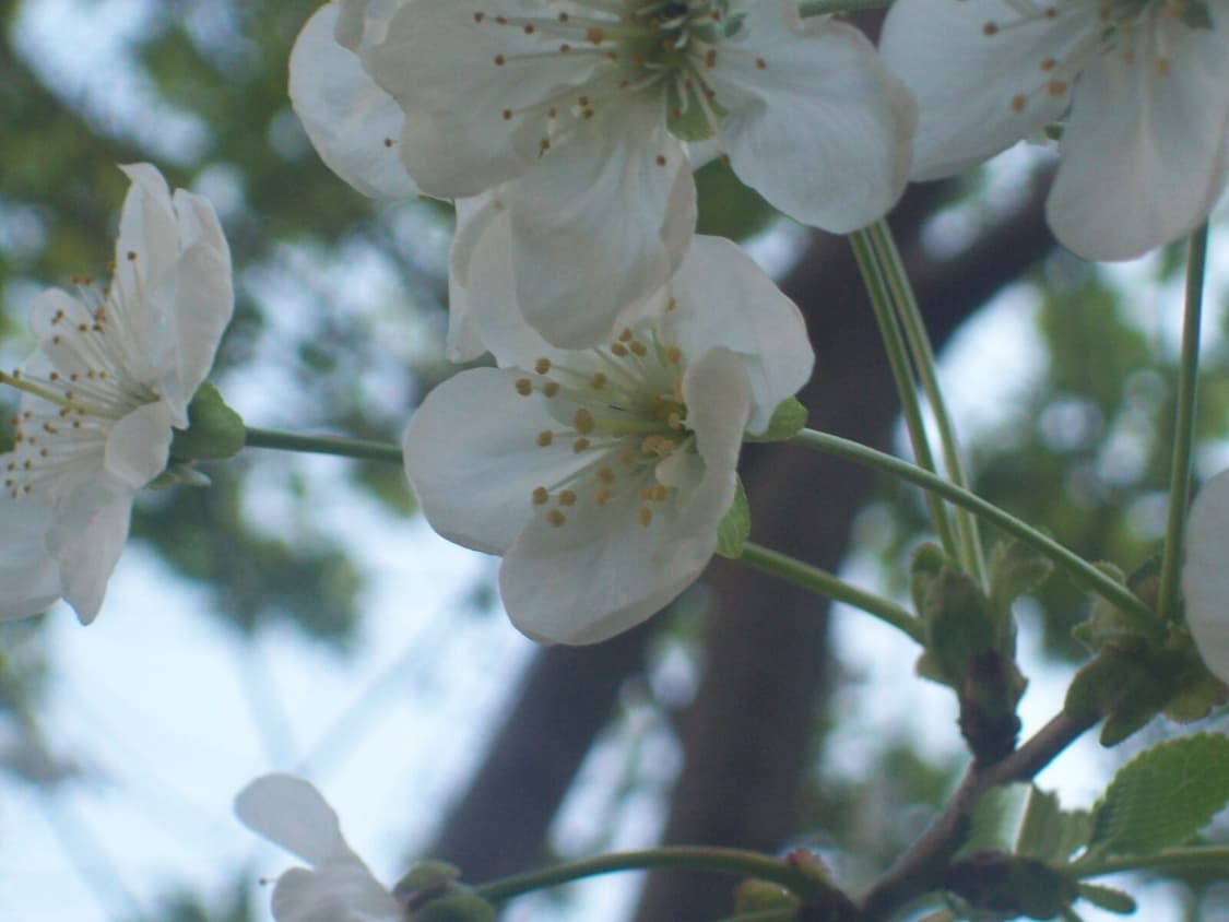 Kodak easyshare c813 코닥 이지쉐어 디카 카메라 상품이미지2