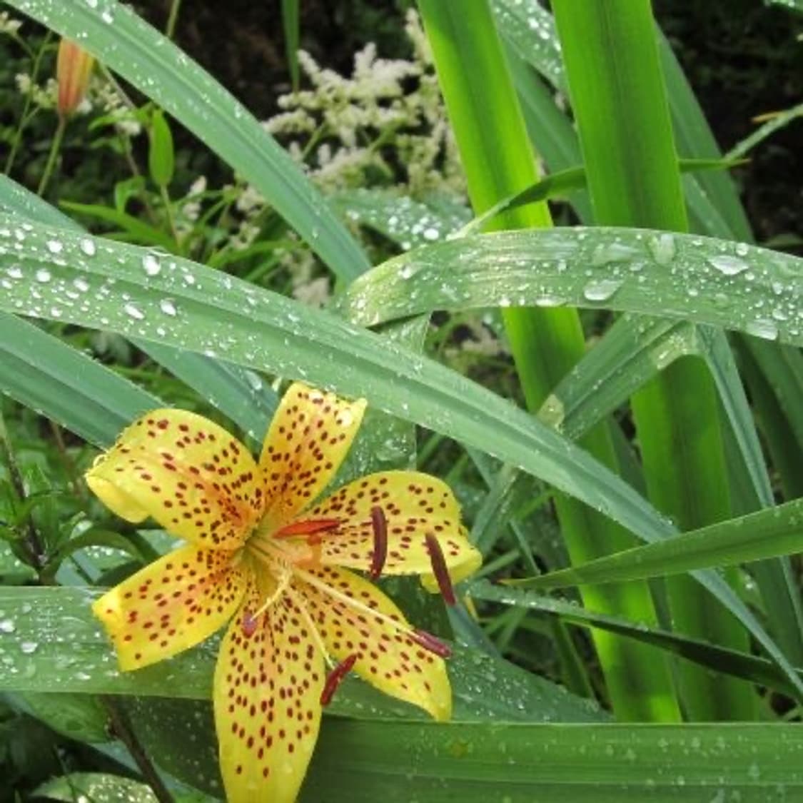 캐논 익서스 Canon IXUS 310 HS 핑크 상품이미지3