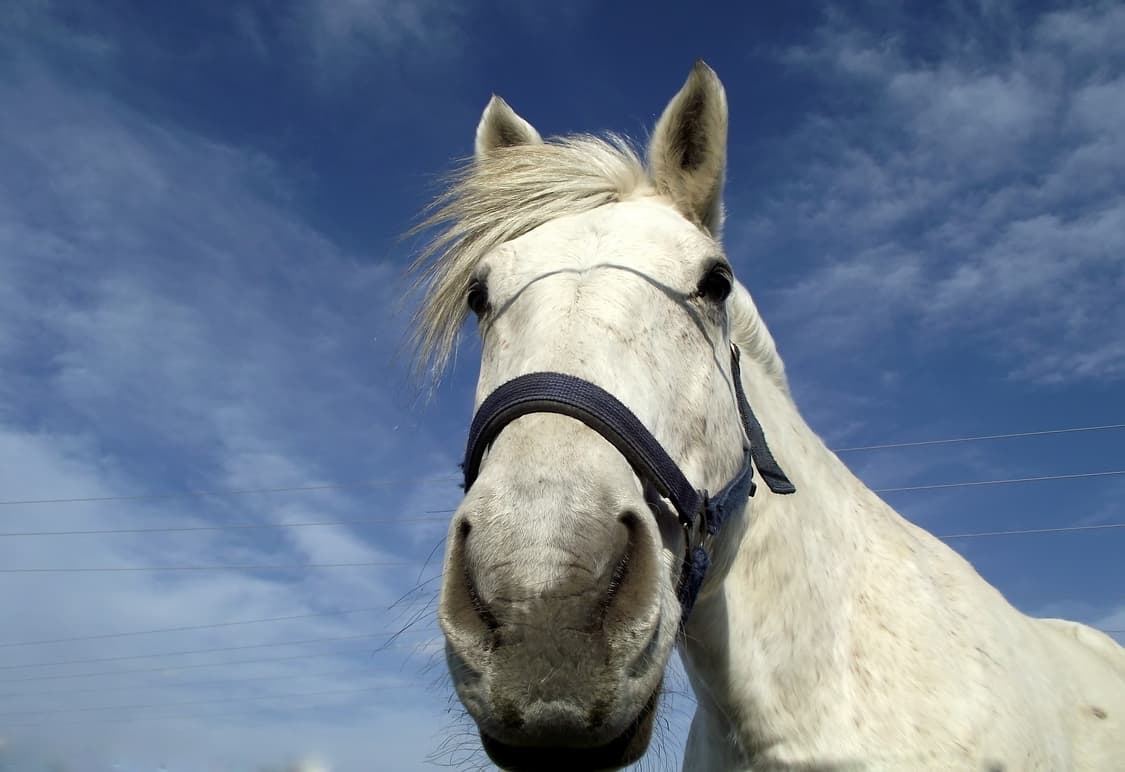 작례O 30주년 하이엔드 후지필름 파인픽스 s1600 디지털카메라 빈티지 상품이미지5