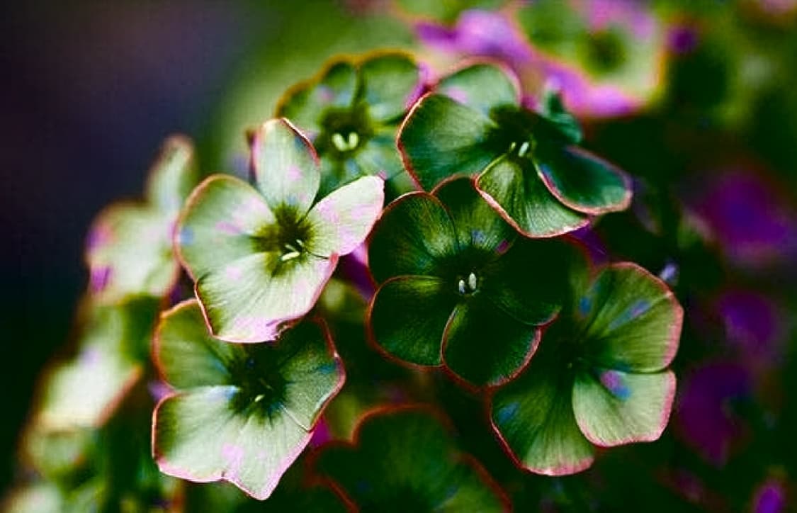 옛날 사진 등 복원 해드릴게요 ^^(ai동영상 포함 복원8초) 상품이미지2