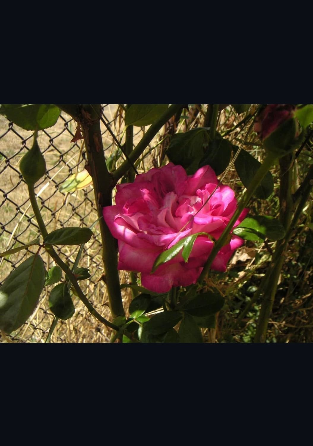 미놀타 디마지 xt 디지털카메라 상품이미지10