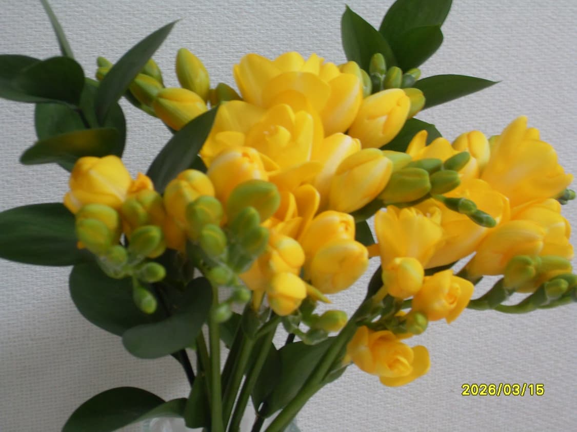 삼성 vluu l100 디카 상품이미지8