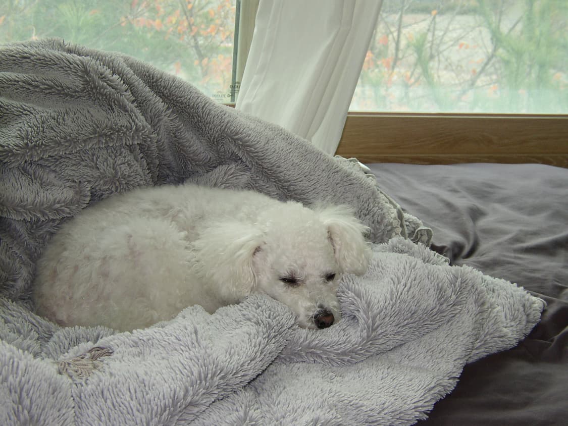 올림푸스 카메디아 D-550 ZOOM 빈티지 디지털카메라 상품이미지8