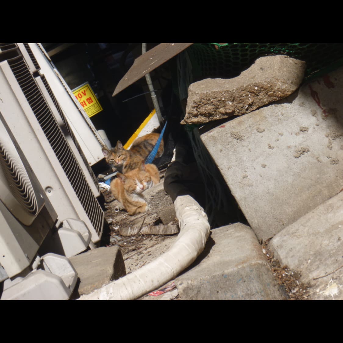 작례⭕️ 파나소닉 루믹스 DMC-FP7 상품이미지2