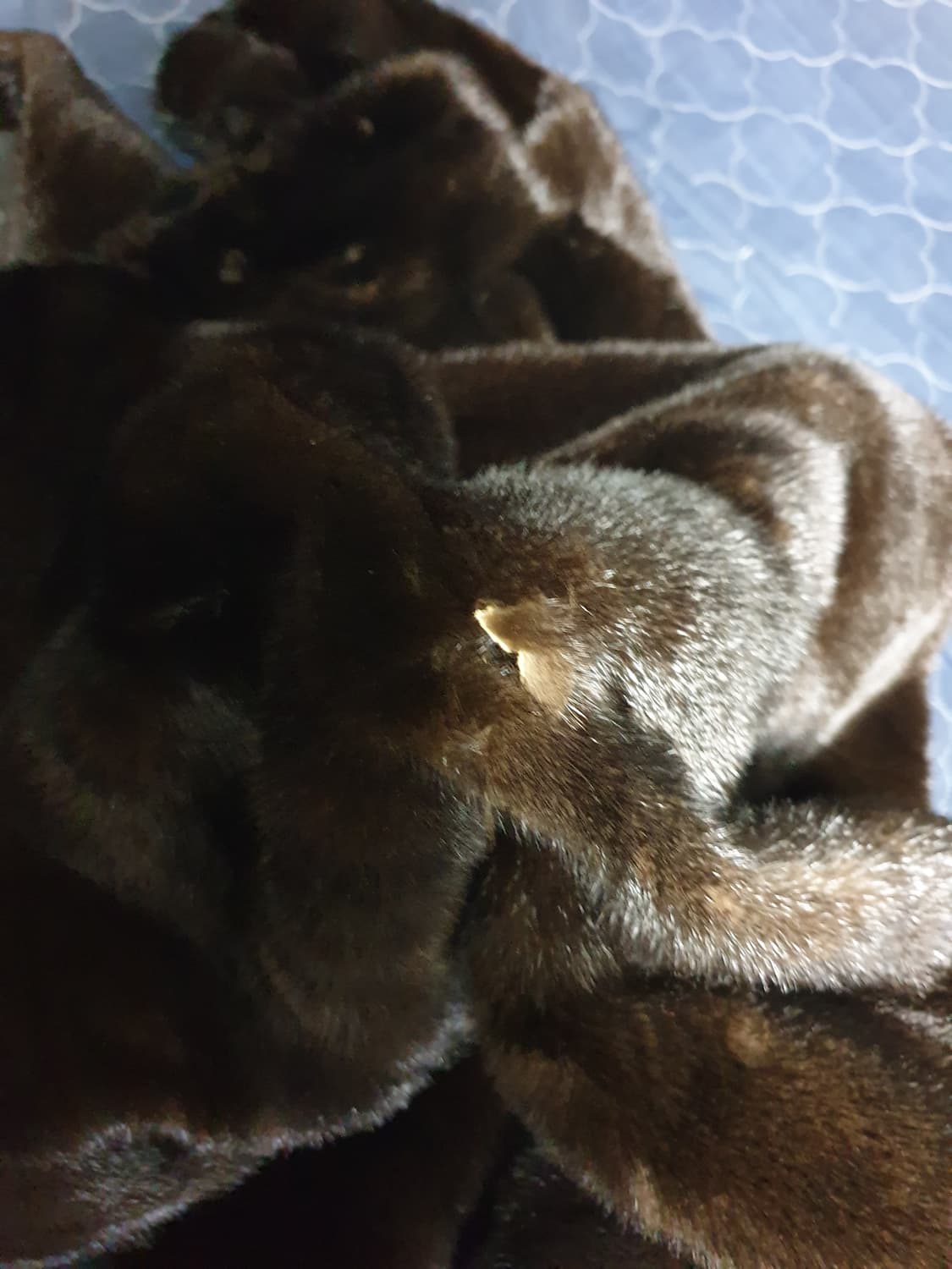 진도 블랙그라마 밍크모피 코트 다크브라운 (94-106-165) 상품이미지7