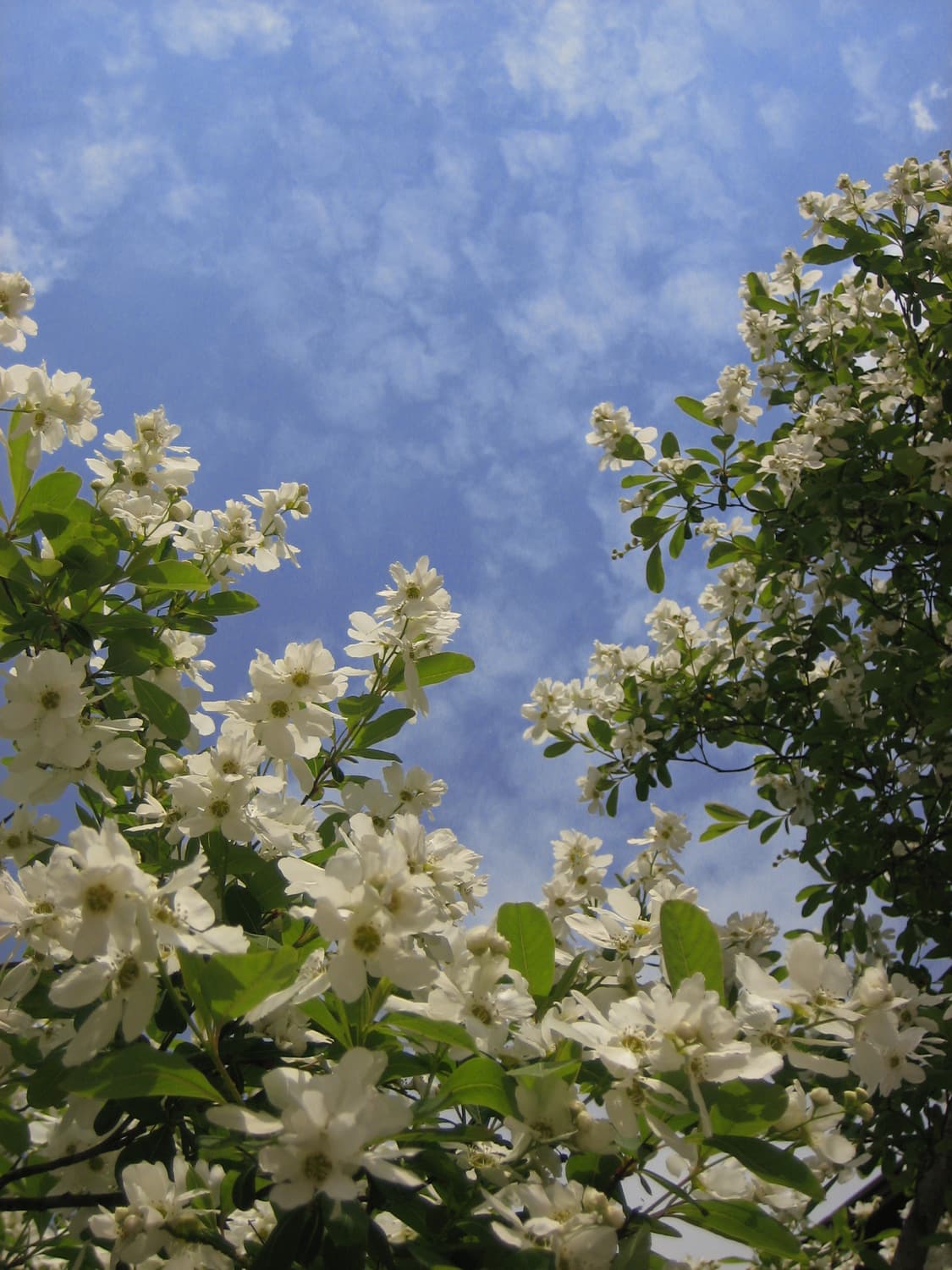 Canon IXY DIGITAL 60 / IXUS 55 상품이미지9