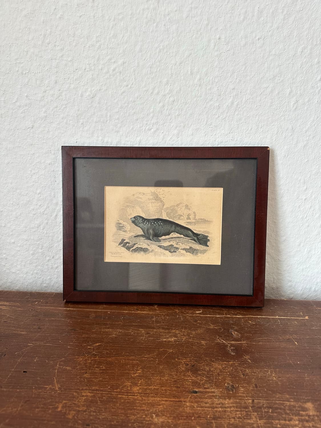 독일)빈티지 물개 액자 상품이미지1