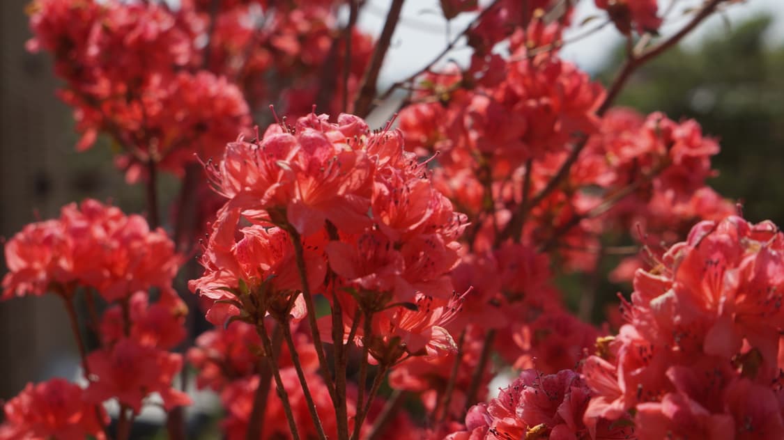 소니 E마운트 55-210mm OSS 렌즈 팝니다(렌즈 구간별 사진). 상품이미지5