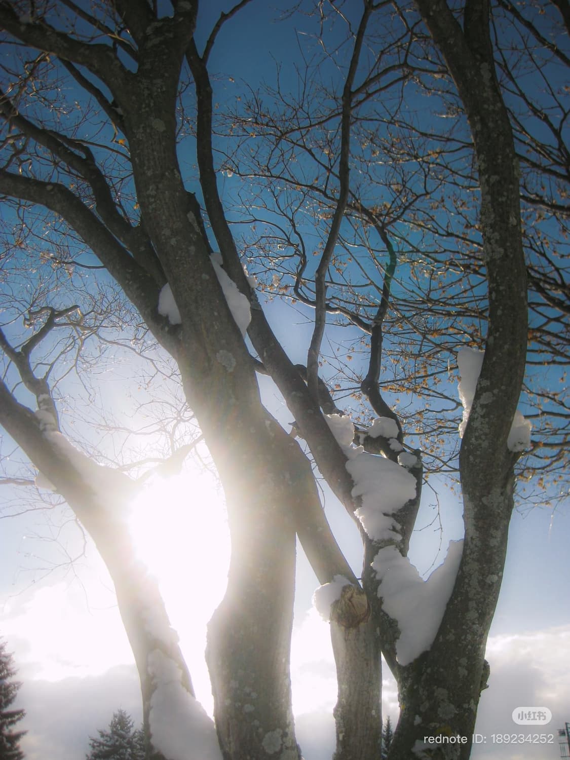 풀박,준민트급🩷) 캐논 익서스 80 핑크 / IXUS 80 IS 상품이미지10