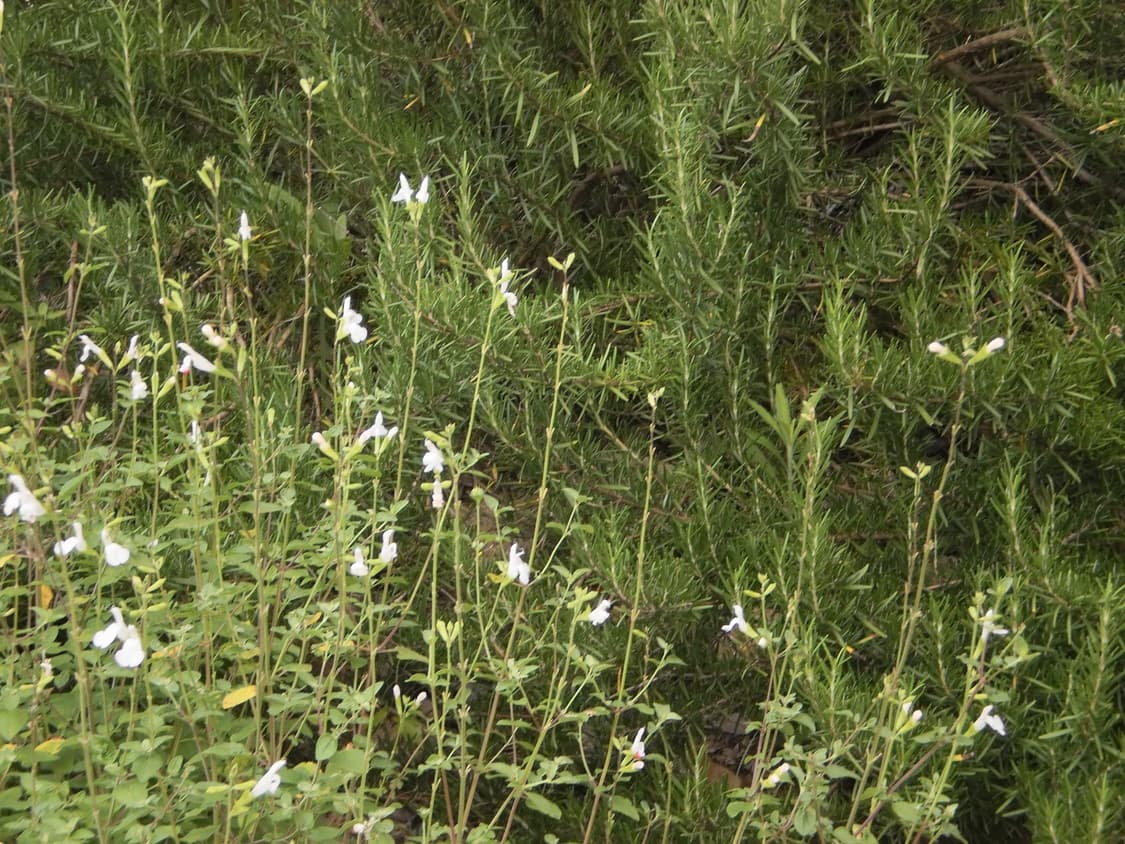 롤라이 Rollei flexline 140 상품이미지2