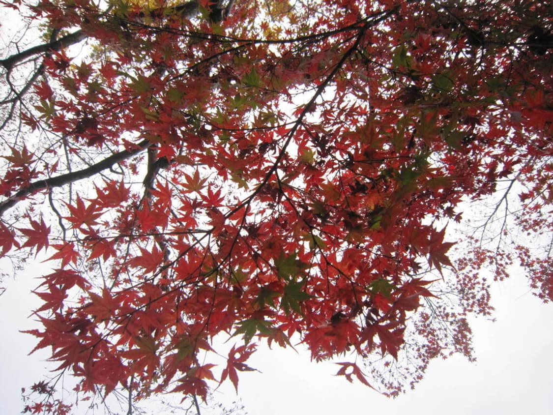 캐논 익서스 Canon IXUS 200 IS 하늘 상품이미지3