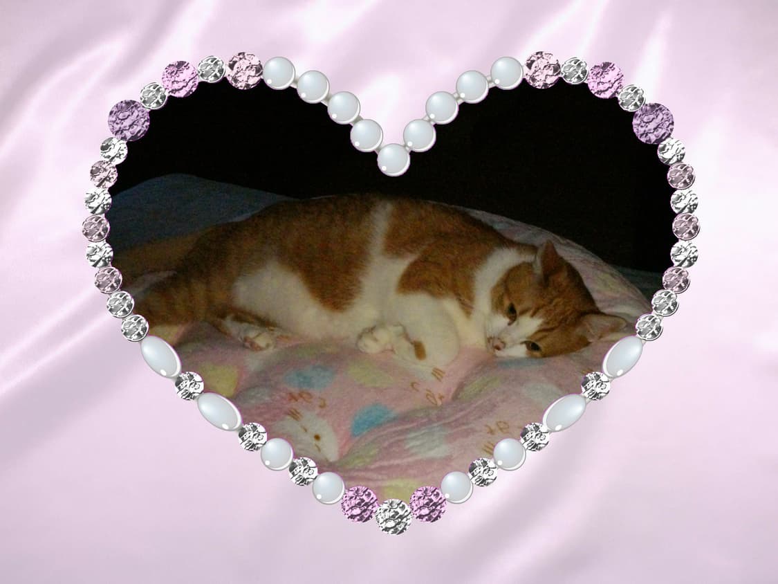 작례⭕️ Pentax Optio 펜탁스 옵티오 E50 상품이미지10