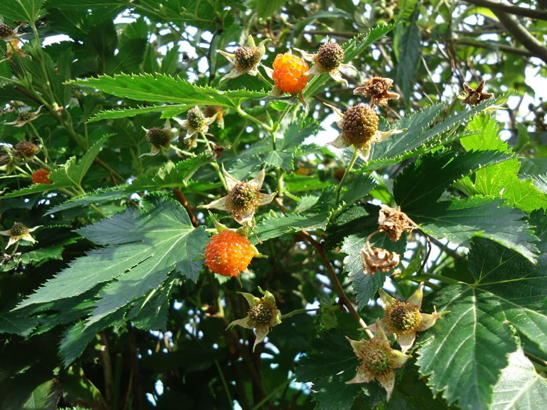 소니 사이버샷 Sony Cyber-shot DSC-W530 핑크 상품이미지4