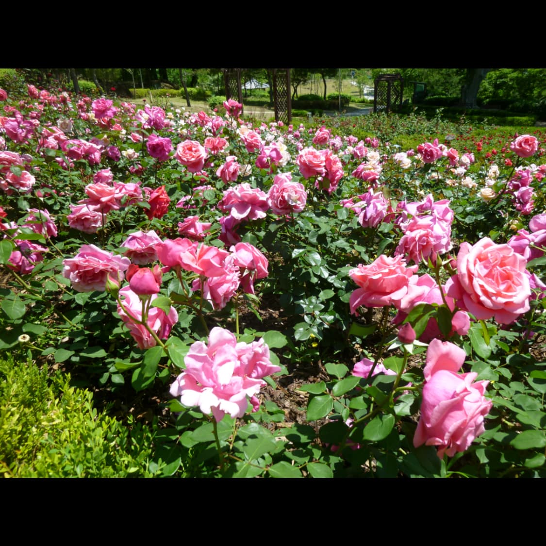 작례⭕️ 파나소닉 루믹스 DMC-ZX3 상품이미지7