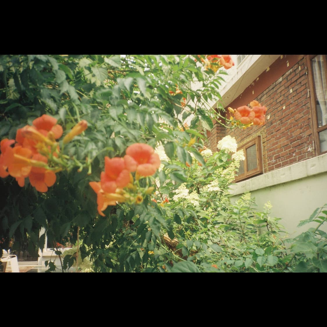 필름카메라 펜탁스 pino35m (작례 0) 상품이미지2