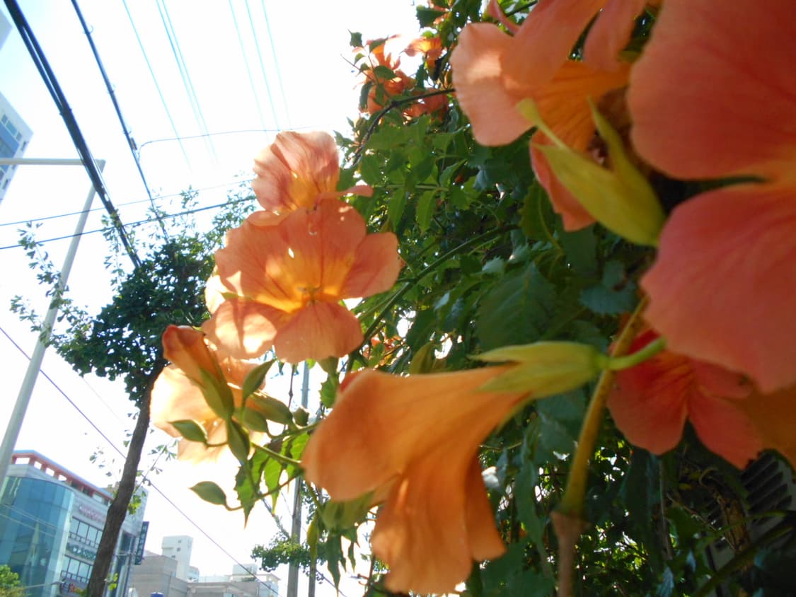 니콘 쿨픽스 s2900 nikon coolpix s2900 작례o 상품이미지8