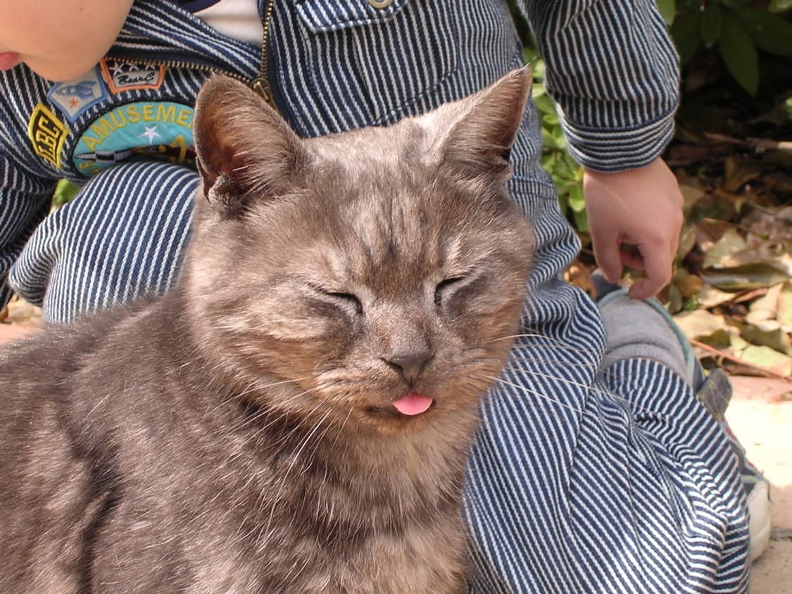 캐논 익서스 Canon IXUS 960 IS 실버 상품이미지5