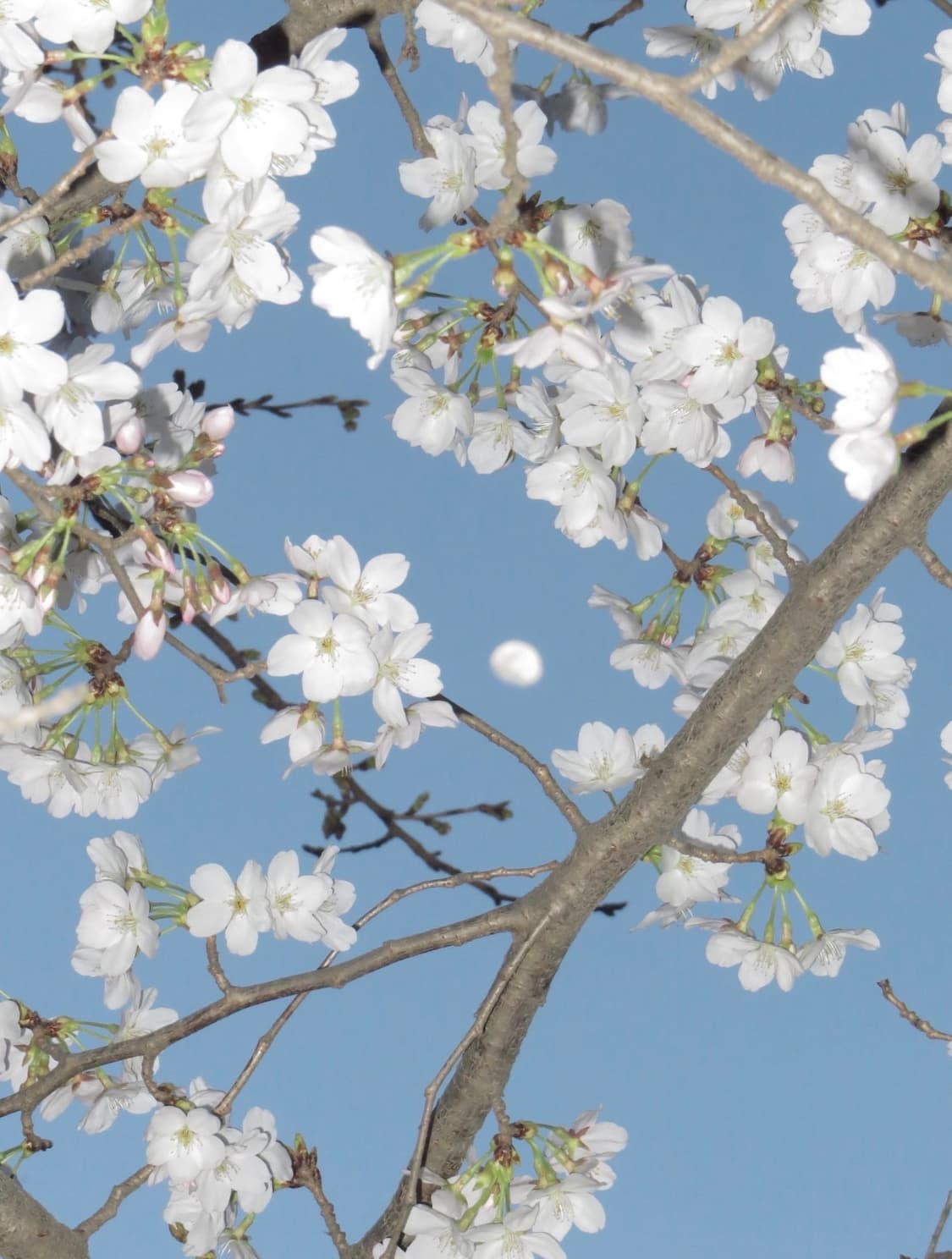 캐논 익서스 70 CANON IXUS 70 빈티지 디지털카메라 디카 상품이미지4