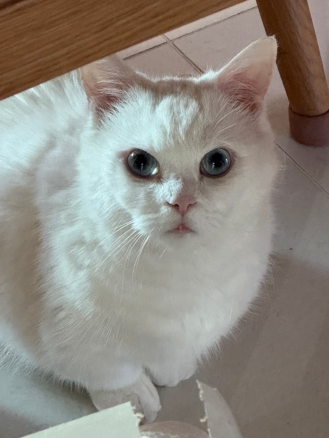 고양이 팝니다 상품이미지3