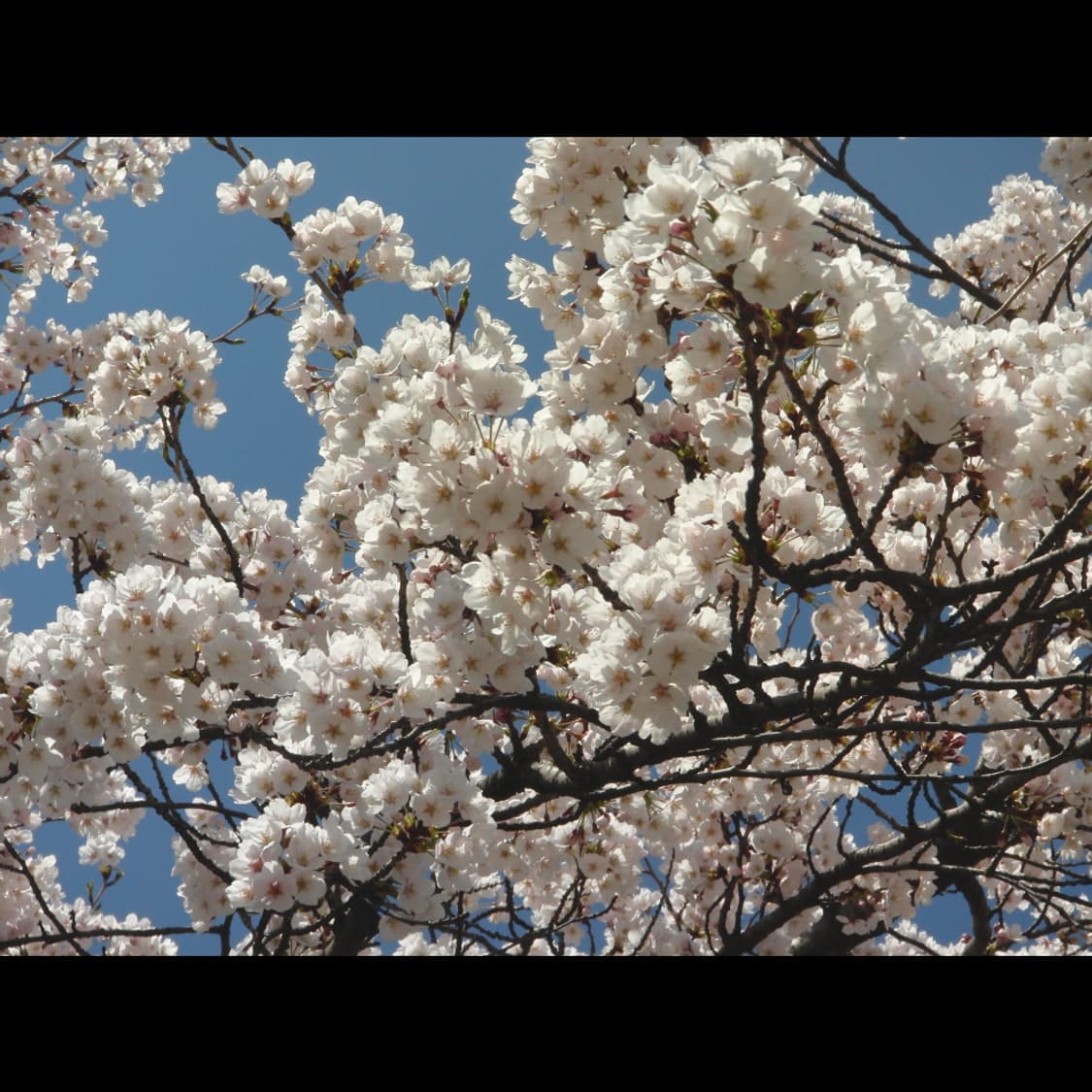 작례⭕️ 카시오 엑슬림 EX-FS10 상품이미지6