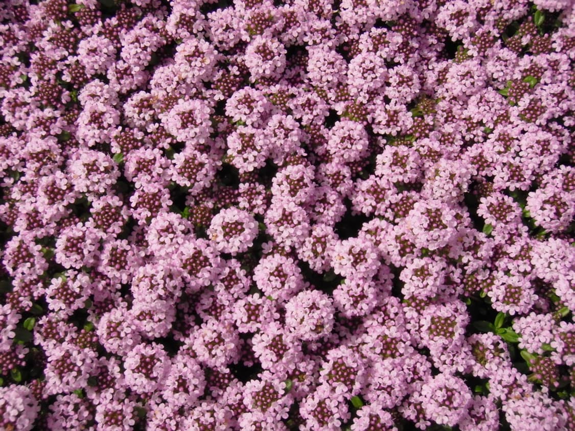 올림푸스 뮤 Olympus mju 550WP 화이트 상품이미지4